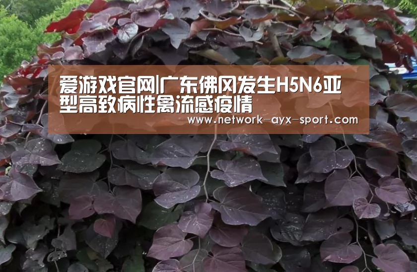 爱游戏官网|广东佛冈发生H5N6亚型高致病性禽流感疫情(图2) 爱游戏体育