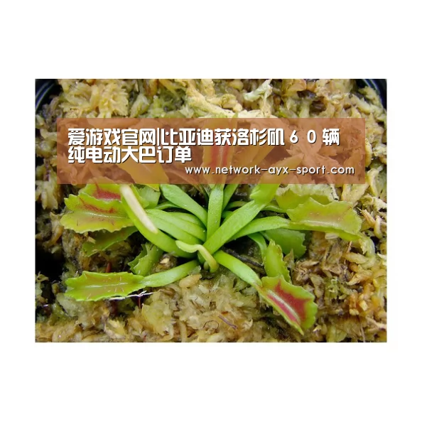 爱游戏官网|比亚迪获洛杉矶60辆纯电动大巴订单(图1) 爱游戏体育